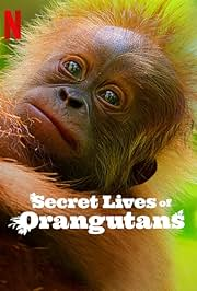 Secret Lives of Orangutans 2024 WebRip 480p | 720p | 1080p Hindi English DD 5.1 x264 MSubs